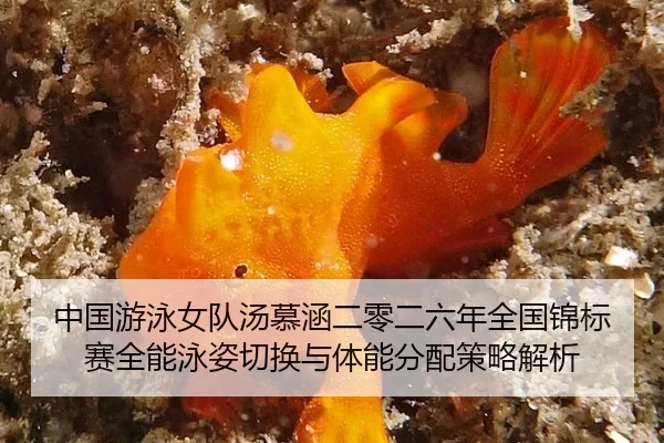 中国游泳女队汤慕涵二零二六年全国锦标赛全能泳姿切换与体能分配策略解析